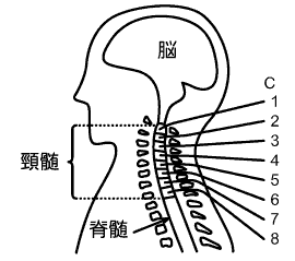 頸髄の図